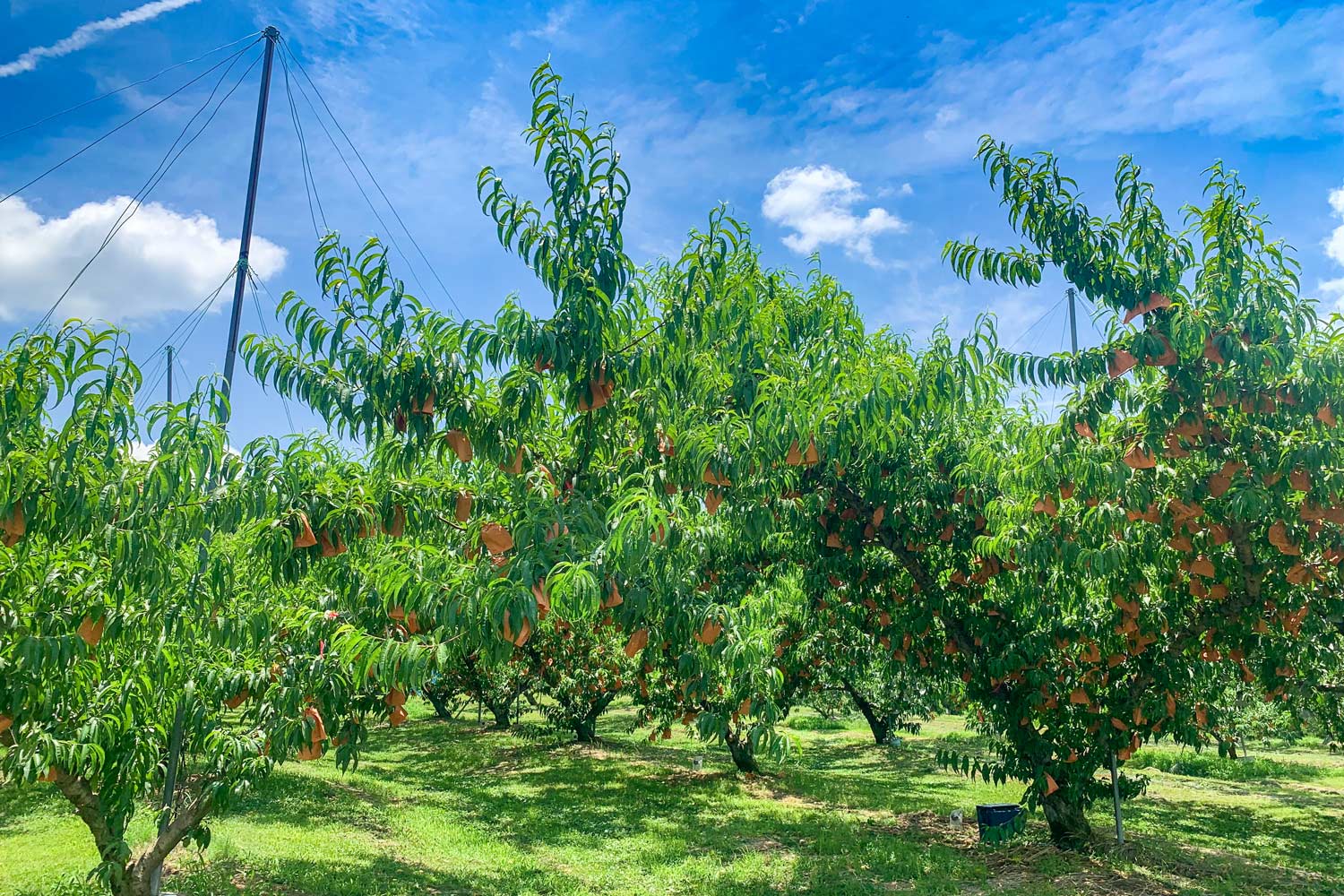 収穫間近の桃