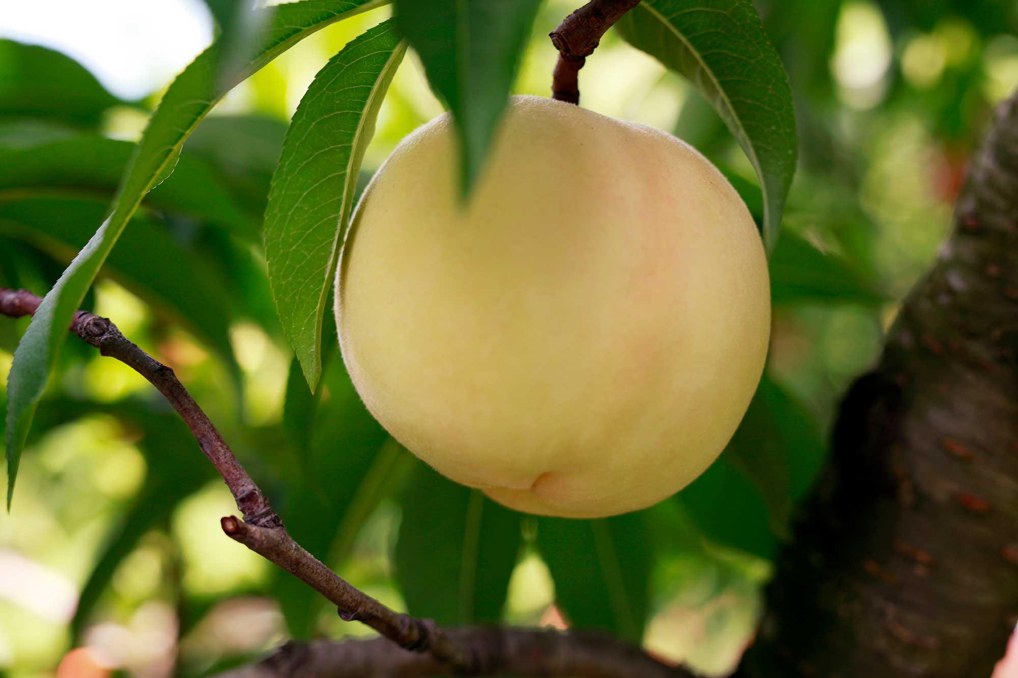 岡山で発見された優れた品種　白桃