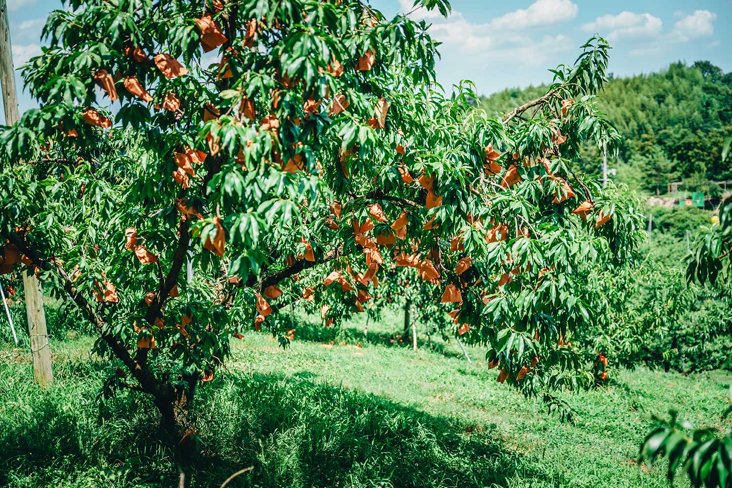 たくさん実った桃の木