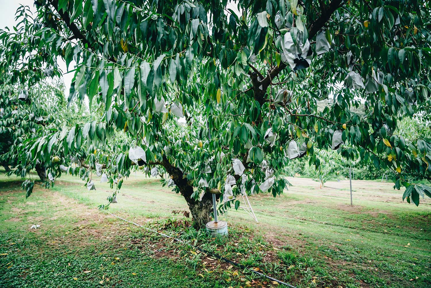 袋がけされた白露が実った桃の木