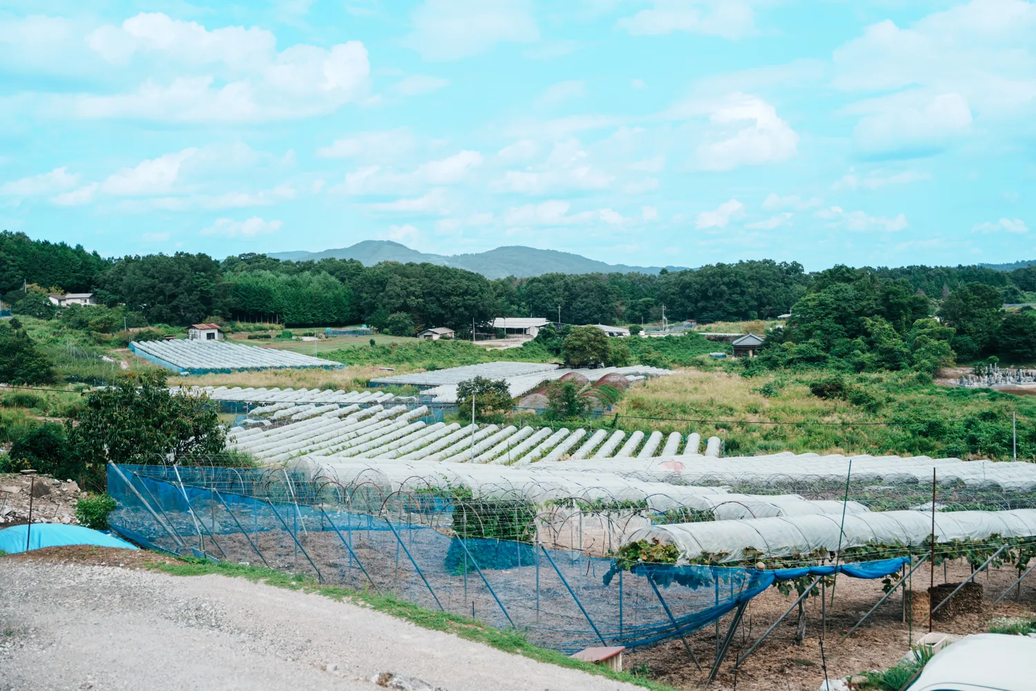 岡山県のぶどう農園　一面に広がるぶどうの棚